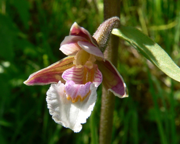 Epipactis palustris